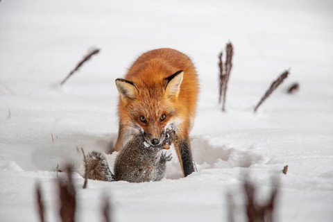 Red fox (vulpes vulpes), Fox hunting eastern gray squirrel (sciurus carolinensis) in winter.