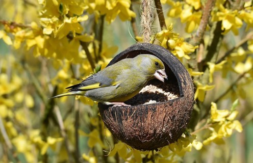 Greenfinch, (Chloris chloris) eats sunflower seeds from a coconut