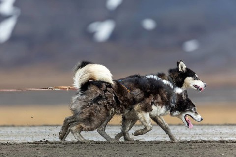 Husky (Canidae) pulling a sled with wheels, Aventdalen, Longyearbyen, Spitsbergen, Svalbard