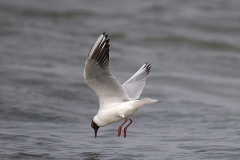 Black-headed gull (Chroicocephalus ridibundus) in summer plumage, looking for small fish, near