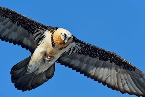 Close up... Bearded vulture (Gypaetus barbatus) in flight against a blue sky, carrying a bone in
