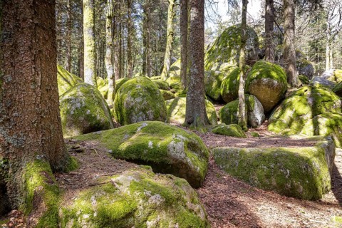 Granite rock Günterfelsen near the source of the Danube, Furtwangen in the Black Forest,
