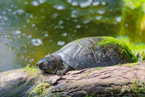 A European pond turtle (Emys orbicularis), rests on a log lying in a pond