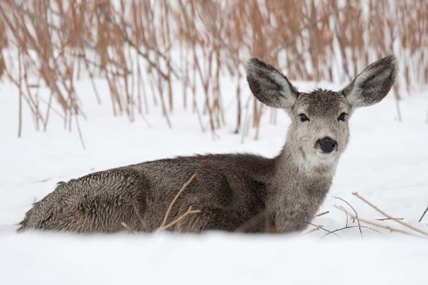 Big ears... Mule deer (Odocoileus hemionus) resting in the snow, American deer species with