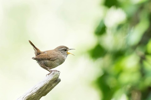 A singing wren (Troglodytes troglodytes) stands on a branch surrounded by a green, blurred