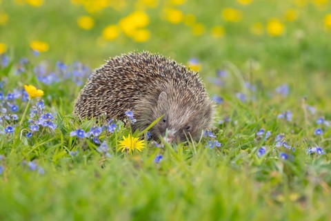 European hedgehog (Erinaceus europaeus) adult animal in a spring time meadow with flowering