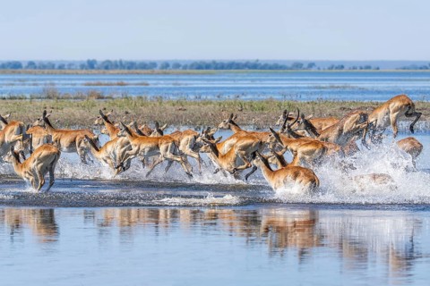 Red Lechwe herd, Kobus leche, running for crossing the Chobe river. Wild antelopes in natural