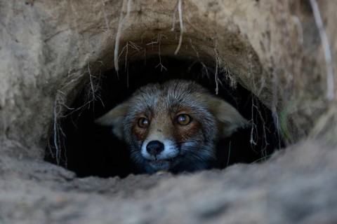 Red Fox (Vulpes vulpes) watching out of its fox's den, hole, burrow, careful, attentive, funny