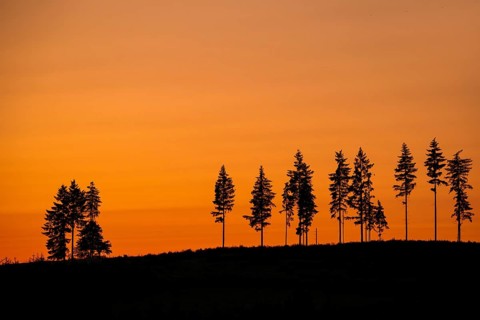 Deforestation showing few remaining spruce trees in coniferous clearcut forest, silhouetted against