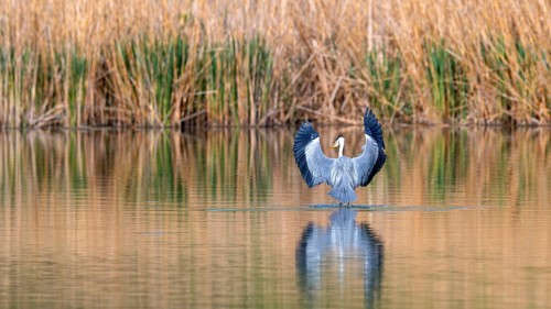 Grey heron (Ardea cinerea), landing in the water, fish ponds, Güssing, Burgenland, Austria