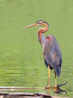 Purple heron (Ardea purpurea), standing on a branch in the water, wildlife, birds, heron, rare