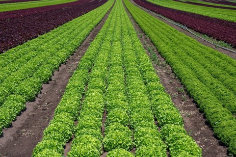 Lettuce cultivation in Knoblauchsland, early vegetable cultivation, urban area Nuremberg, Fürth