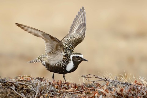 American Golden Plover (Pluvialis dominica), Alaska, USA