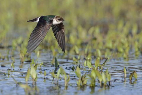 Violet-green Swallow (Tachycineta thalassina) flying over a marsh in Victoria, BC, Canada