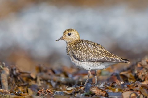 Goldregenpfeifer, Pluvialis apricaria Golden Plover, Pluvialis apricaria