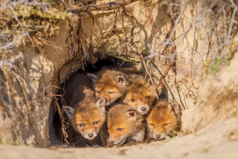 Rotfuchs, Vulpes vulpes Red Fox, Vulpes vulpes