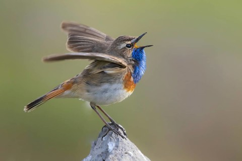 Bluethroat (Luscinia svecica cyanecula) male singing, Armenia