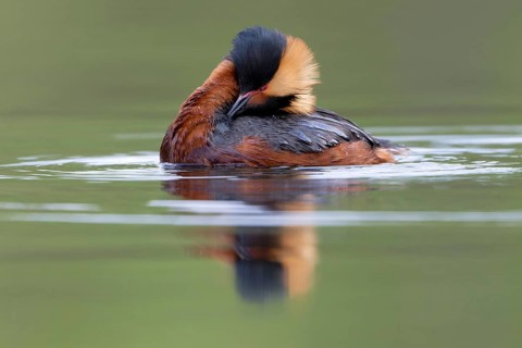 Horned Grebe (Podiceps auritus), Dalarna, Sweden
