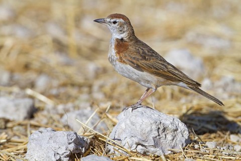 Red-capped Lark (Calandrella cinerea), Oshikoto, Etosha National Park, Namibia