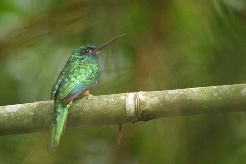 Bluish-fronted Jacamar (Galbula cyanescens), Manu National Park, Peru