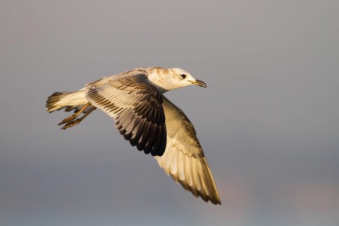 Mediterranean Gull (Ichthyaetus melanocephalus) flying, Baden-Wuerttemberg, Germany