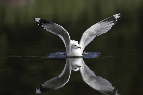 Mew Gull (Larus canus) flying, Sweden