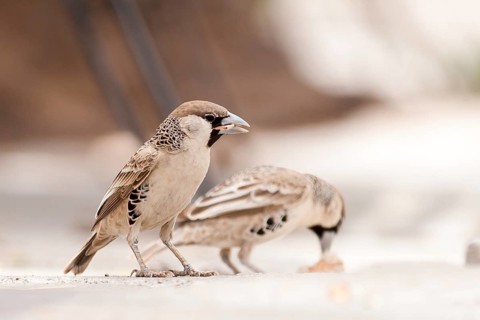 Sociable Weaver (Philetairus socius), Namibia