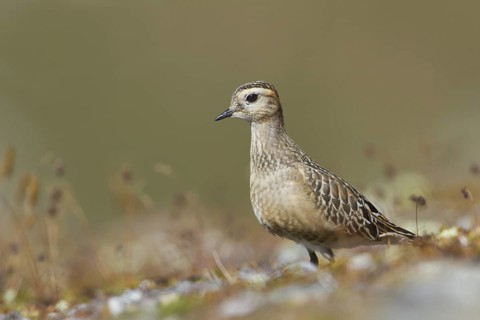 Eurasian Dotterel (Charadrius morinellus), Grisons, Switzerland
