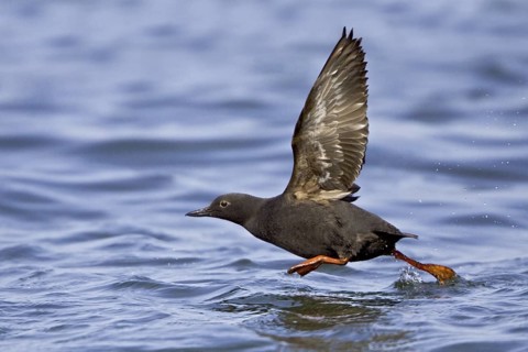 Pigeon Guillemot (Cepphus columba) flying, Washington, USA