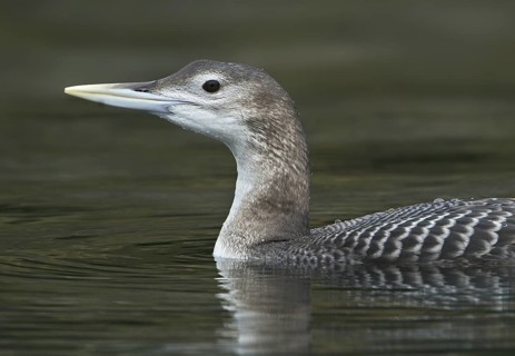 Yellow-billed Loon (Gavia adamsii), British Columbia, Canada