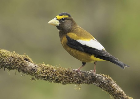 Evening Grosbeak (Hesperiphona vespertina) male, Canada