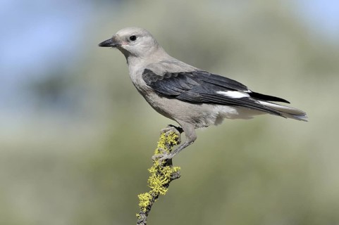 Clark's Nutcracker (Nucifraga columbiana), Alberta, Canada