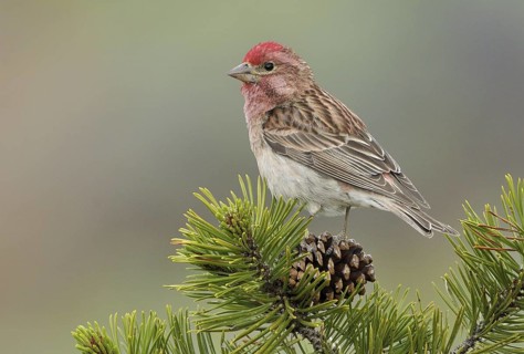 Cassin's Finch (Haemorhous cassinii) male, Oregon, USA