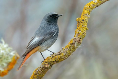Black Redstart (Phoenicurus ochruros) male, Abruzzo, Italy