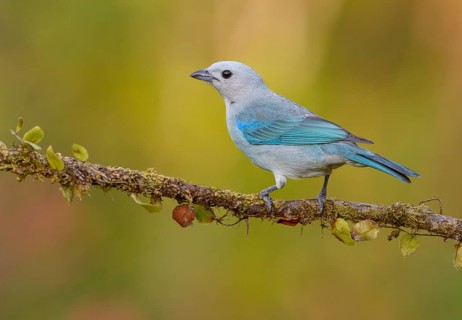 Blue-gray Tanager (Thraupis episcopus) - at Laguna Lagarto Lodge near Boca Tapada, Costa Rica
