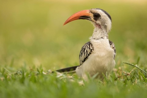 Western Red-billed Hornbill (Tockus kempi), Gambia