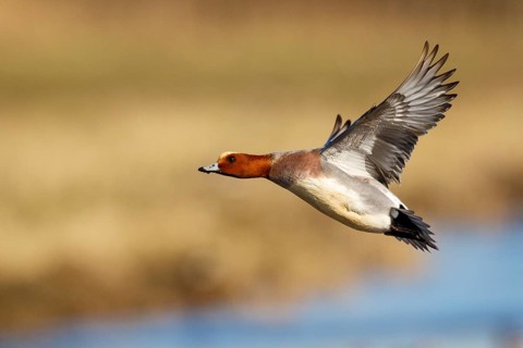 Eurasian Wigeon (Mareca penelope) male flying, Netherlands