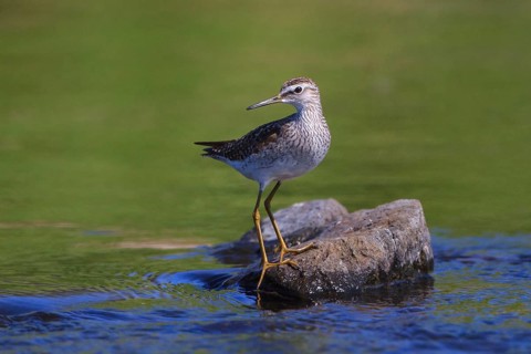 Wood Sandpiper (Tringa glareola) perched on a rock in water, Greece