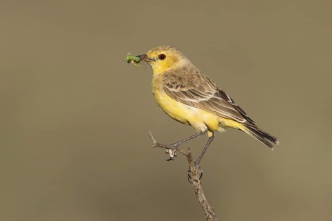 Orange Chat (Epthianura aurifrons) female, Australia