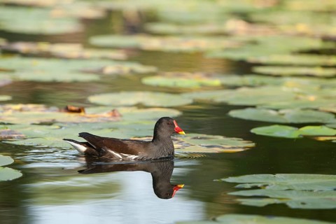 Common Moorhen (Gallinula chloropus) male, Hamburg, Germany