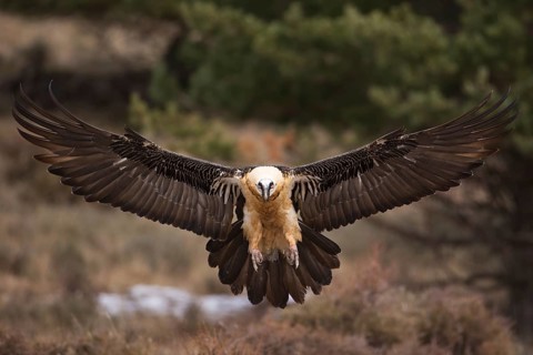Bearded Vulture (Gypaetus barbatus) flying, Pyrenees, Spain