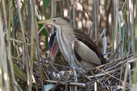 Little Bittern (Ixobrychus minutus) pair at nest, Nizhegorodskaya, Russia