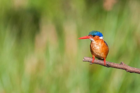Malachite Kingfisher (Corythornis cristatus), Western Cape, South Africa