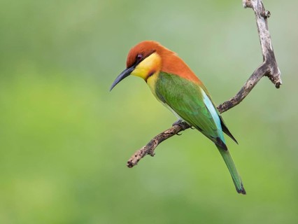 Chestnut-headed Bee-eater (Merops leschenaulti), Sri Lanka