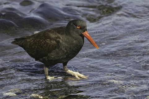 Blackish Oystercatcher (Haematopus ater), Falkland Islands
