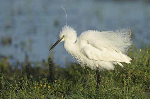 Seidenreiher (Egretta garzetta) Little Egret