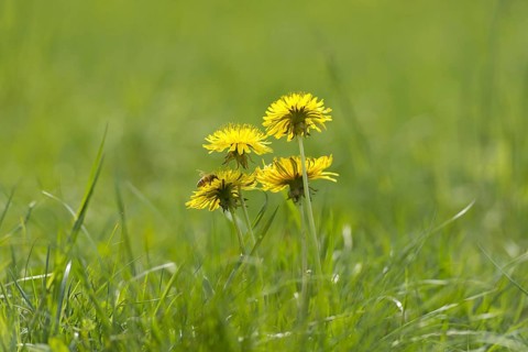 Dandelion Flower on the Green Field with Grass and a Bee in a Sunny Summer Day in Locarno, Ticino,
