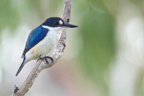 Forest Kingfisher (Todiramphus macleayii) perched on a branch in Papua New Guinea