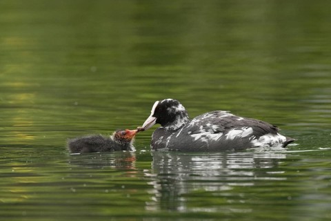 Eurasian Coot (Fulica atra) juvenile, St. Gallen, Switzerland