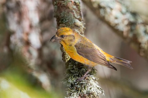 Red Crossbill (Loxia curvirostra) male, Bavaria, Germany
